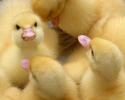 Angry Ducks